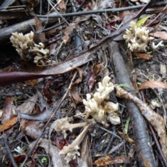 Clavulina sp. at Paddys River, ACT - 5 Apr 2014 10:24 AM