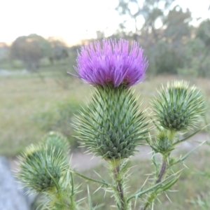 Cirsium vulgare at Tennent, ACT - 17 Jan 2015