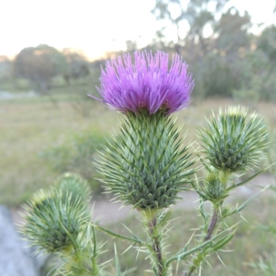 Cirsium vulgare (Spear Thistle) at Tennent, ACT - 17 Jan 2015 by MichaelBedingfield