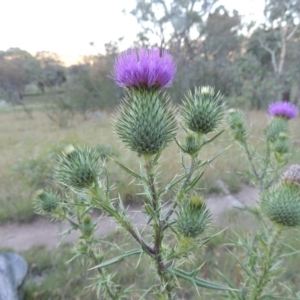 Cirsium vulgare at Tennent, ACT - 17 Jan 2015