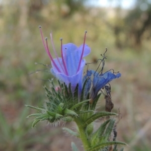 Echium vulgare at Paddys River, ACT - 18 Jan 2015 07:08 PM