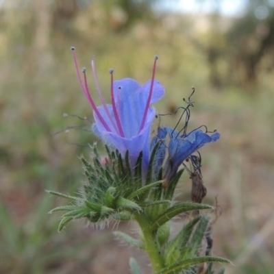 Echium vulgare (Vipers Bugloss) at Paddys River, ACT - 18 Jan 2015 by MichaelBedingfield