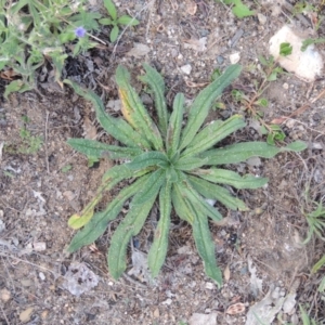 Echium vulgare at Paddys River, ACT - 18 Jan 2015 07:08 PM