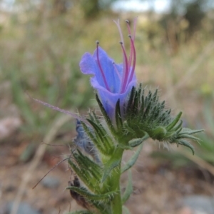 Echium vulgare at Paddys River, ACT - 18 Jan 2015 07:08 PM