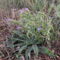 Echium vulgare at Paddys River, ACT - 18 Jan 2015 07:08 PM