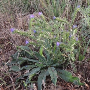 Echium vulgare at Paddys River, ACT - 18 Jan 2015 07:08 PM