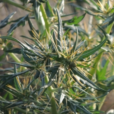 Xanthium spinosum (Bathurst Burr) at Paddys River, ACT - 18 Jan 2015 by michaelb