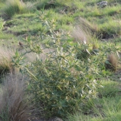 Xanthium spinosum at Paddys River, ACT - 18 Jan 2015