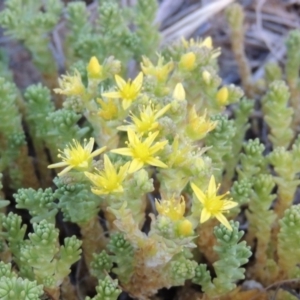 Sedum acre at Pine Island to Point Hut - 13 Dec 2012