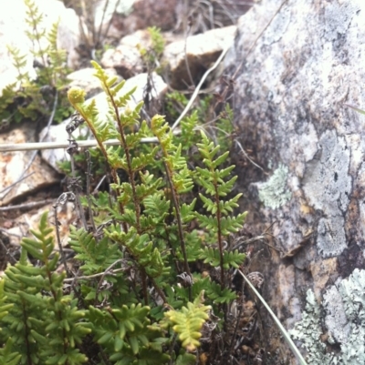 Cheilanthes distans (Bristly Cloak Fern) at Molonglo River Reserve - 2 Feb 2015 by RichardMilner