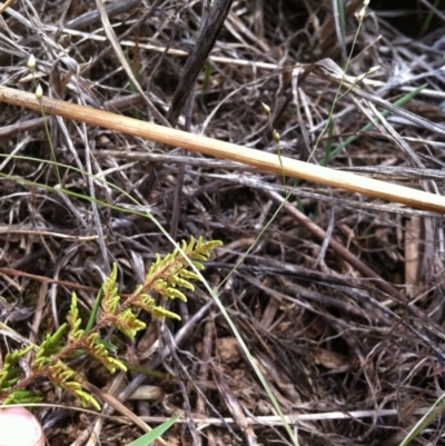 Cheilanthes distans (Bristly Cloak Fern) at Molonglo River Reserve - 2 Feb 2015 by RichardMilner