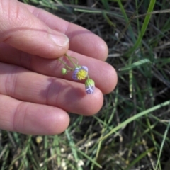 Brachyscome rigidula (Hairy Cut-leaf Daisy) at Campbell, ACT - 4 Feb 2015 by SilkeSma