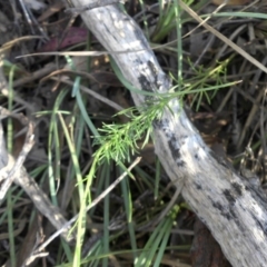 Brachyscome rigidula at Campbell, ACT - 4 Feb 2015