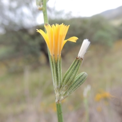 Chondrilla juncea (Skeleton Weed) at Point Hut to Tharwa - 21 Jan 2015 by MichaelBedingfield