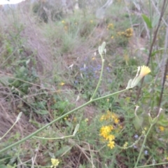 Chondrilla juncea at Tharwa, ACT - 21 Jan 2015