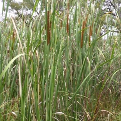 Typha domingensis (Bullrush) at O'Malley, ACT - 26 Jan 2015 by Mike