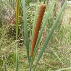 Typha domingensis at O'Malley, ACT - 26 Jan 2015