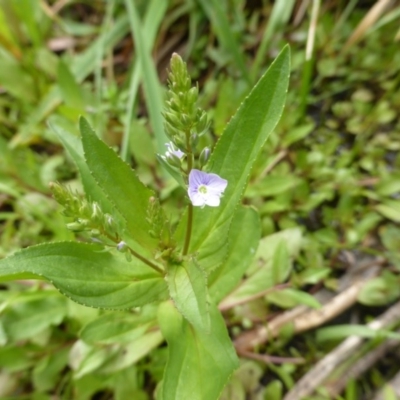 Veronica anagallis-aquatica (Blue Water Speedwell) at O'Malley, ACT - 25 Jan 2015 by Mike