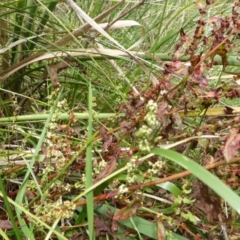 Rumex conglomeratus (Clustered Dock) at O'Malley, ACT - 26 Jan 2015 by Mike