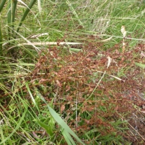 Rumex conglomeratus at O'Malley, ACT - 26 Jan 2015 10:12 AM