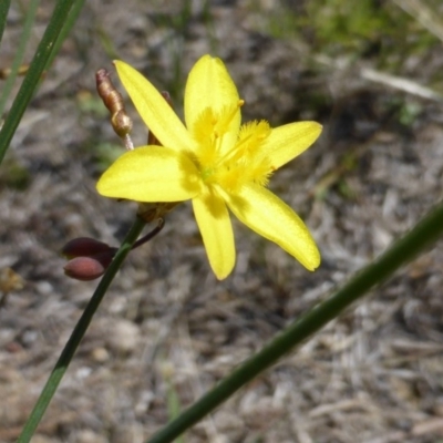 Tricoryne elatior (Yellow Rush Lily) at Isaacs, ACT - 26 Jan 2015 by Mike