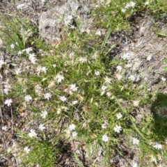 Vittadinia muelleri (Narrow-leafed New Holland Daisy) at Isaacs Ridge - 26 Jan 2015 by Mike