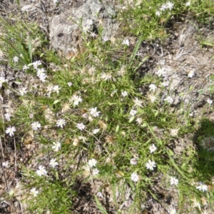 Vittadinia muelleri at Isaacs Ridge - 26 Jan 2015 03:01 PM