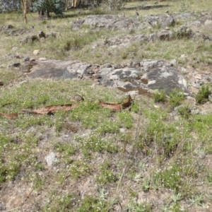 Vittadinia muelleri at Isaacs Ridge - 26 Jan 2015