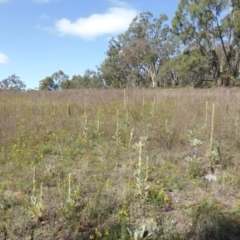 Verbascum thapsus subsp. thapsus (Great Mullein, Aaron's Rod) at Garran, ACT - 26 Jan 2015 by Mike