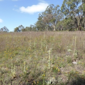 Verbascum thapsus subsp. thapsus at Garran, ACT - 26 Jan 2015