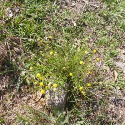 Calotis lappulacea (Yellow Burr Daisy) at Symonston, ACT - 26 Jan 2015 by Mike