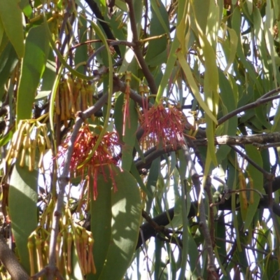 Amyema miquelii (Box Mistletoe) at Symonston, ACT - 26 Jan 2015 by Mike