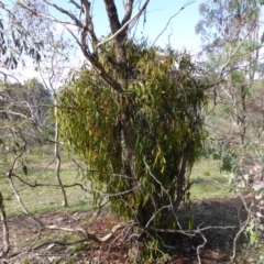 Amyema miquelii at Symonston, ACT - 26 Jan 2015