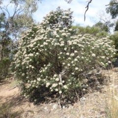 Cassinia longifolia (Shiny Cassinia, Cauliflower Bush) at Symonston, ACT - 26 Jan 2015 by Mike