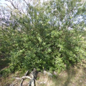 Olea europaea subsp. cuspidata at Symonston, ACT - 26 Jan 2015 03:57 PM