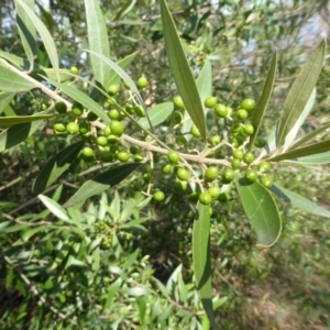 Olea europaea subsp. cuspidata at Symonston, ACT - 26 Jan 2015 03:57 PM