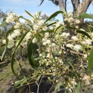 Acacia implexa at Symonston, ACT - 26 Jan 2015 03:58 PM