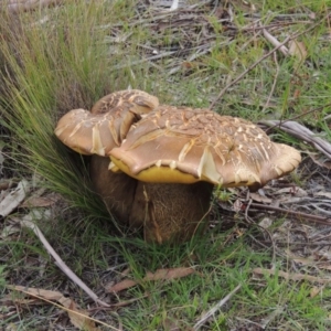 Phlebopus marginatus at Rendezvous Creek, ACT - 2 Feb 2015