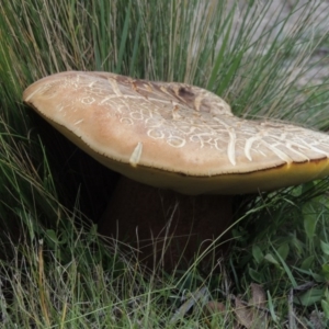 Phlebopus marginatus at Rendezvous Creek, ACT - 2 Feb 2015