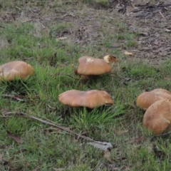 Phlebopus marginatus at Rendezvous Creek, ACT - 2 Feb 2015