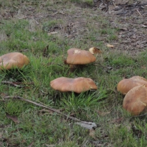 Phlebopus marginatus at Rendezvous Creek, ACT - 2 Feb 2015