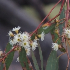 Eucalyptus melliodora (Yellow Box) at Paddys River, ACT - 21 Jan 2015 by michaelb