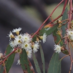 Eucalyptus melliodora (Yellow Box) at Paddys River, ACT - 21 Jan 2015 by MichaelBedingfield