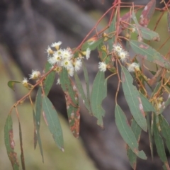 Eucalyptus melliodora at Paddys River, ACT - 21 Jan 2015