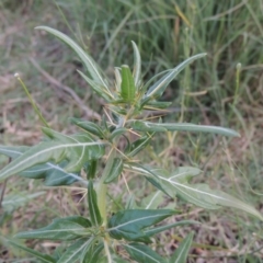 Xanthium spinosum (Bathurst Burr) at Paddys River, ACT - 31 Jan 2015 by michaelb