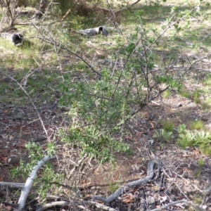 Lycium ferocissimum at Symonston, ACT - 26 Jan 2015