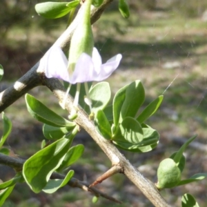 Lycium ferocissimum at Symonston, ACT - 26 Jan 2015