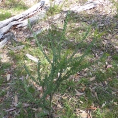 Acacia pravissima (Wedge-leaved Wattle, Ovens Wattle) at Symonston, ACT - 26 Jan 2015 by Mike