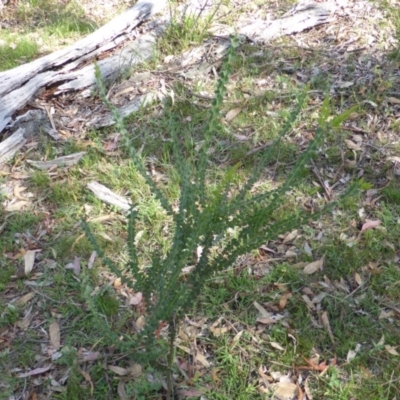 Acacia pravissima (Wedge-leaved Wattle, Ovens Wattle) at Symonston, ACT - 26 Jan 2015 by Mike