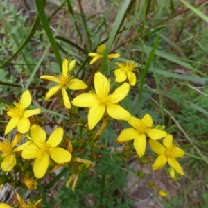 Hypericum perforatum at Isaacs, ACT - 28 Jan 2015 01:23 PM